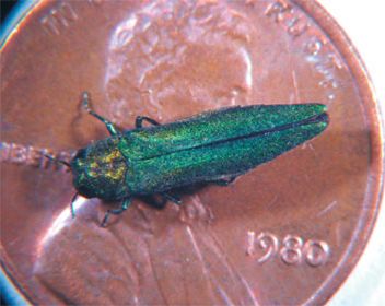 Adult EAB on Quarter